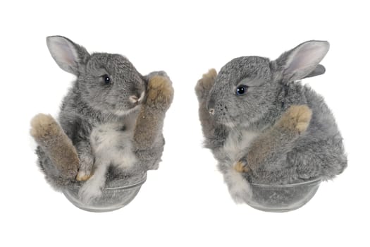  two sitting, a rabbit on a white background