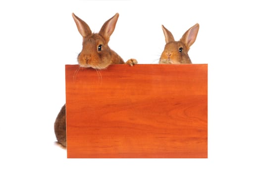  two rabbit with sheet for a text writing