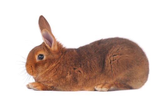 Brown Rabbit on white background