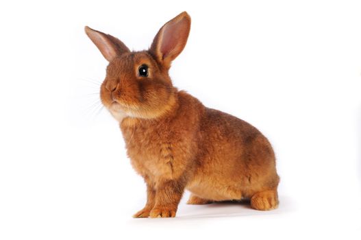 Brown Rabbit on white background