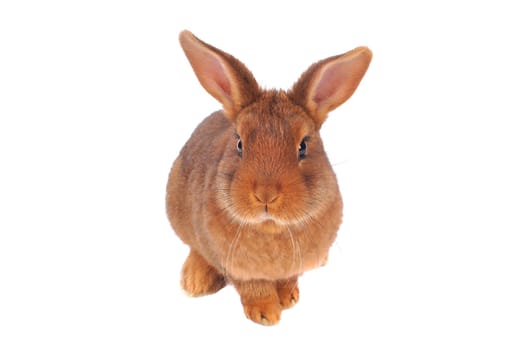 Brown Rabbit on white background