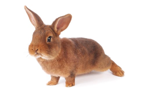 Brown Rabbit on white background