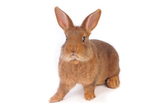 Brown Rabbit on white background