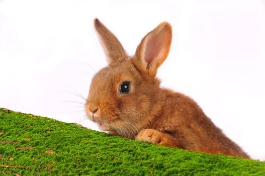 Brown Rabbit on white background