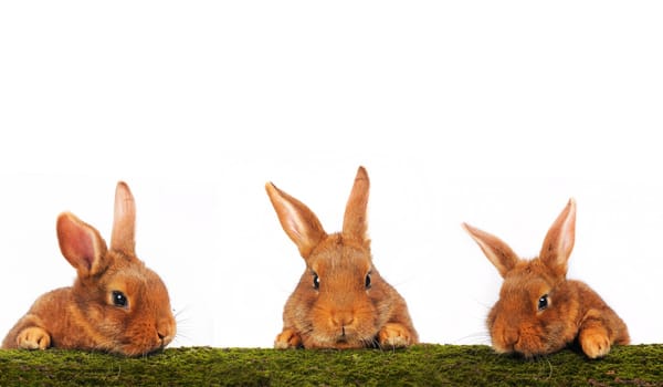 three brown rabbit on white background