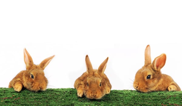 three brown rabbit on white background