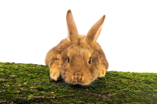 Brown Rabbit on white background