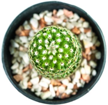 Cactus in pot on white background isolate in bird eyes view