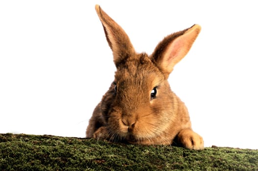 Brown Rabbit on white background