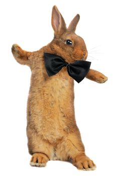 Standing, a rabbit on a white background