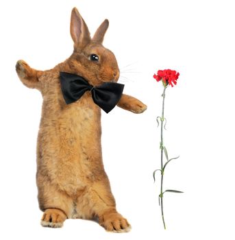 Standing, a rabbit on a white background