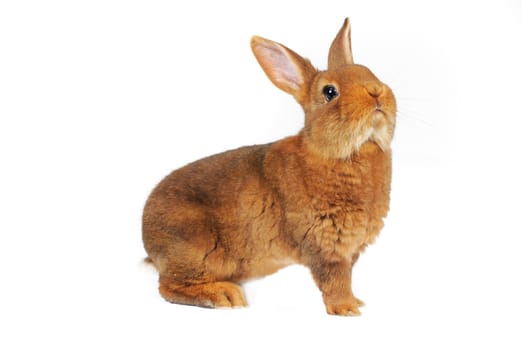 Brown Rabbit on white background