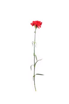 red carnation close-up on a white background