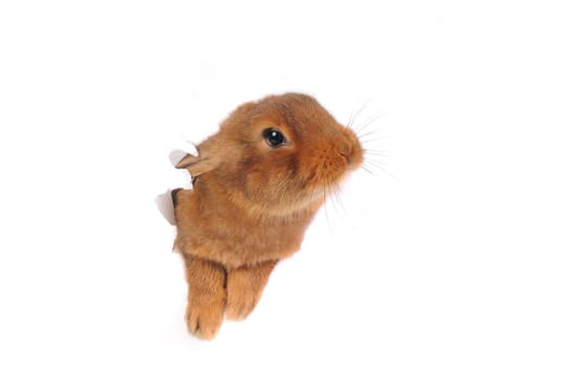 Brown Rabbit on white background