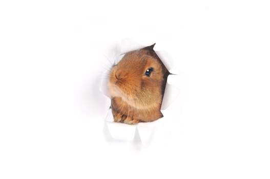 Brown Rabbit on white background