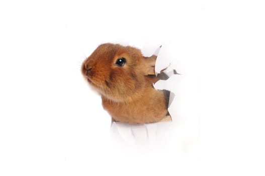 Brown Rabbit on white background