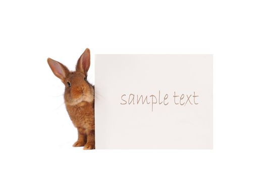 Rabbit with with a white background for text drawing