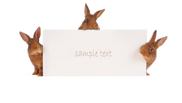 three rabbit with with a white background for text drawing