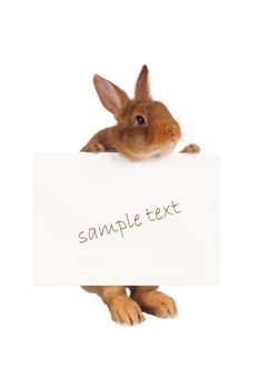 Rabbit with with a white background for text drawing