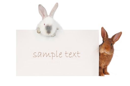 two rabbit with with a white background for text drawing