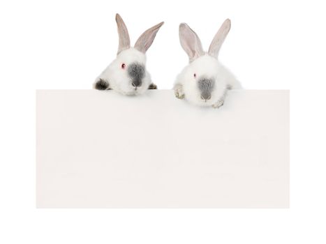 two rabbit  with a white background for text drawing