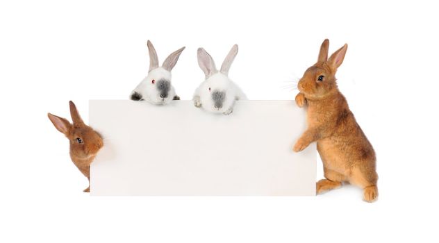 four rabbit  with a white background for text drawing