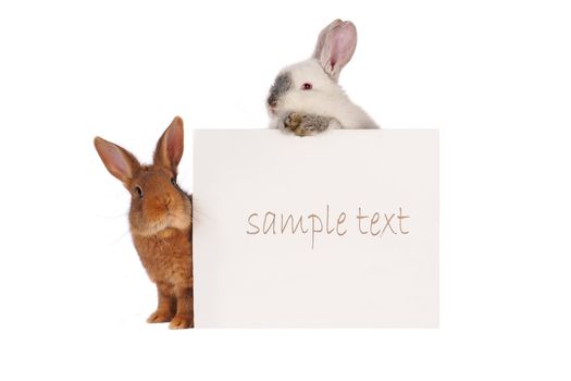 Rabbit with with a white background for text drawing