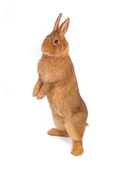 Standing  a rabbit on a white background