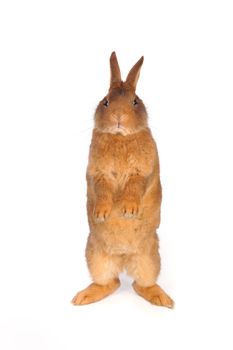 Standing  a rabbit on a white background