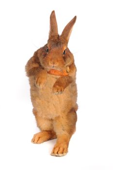 Standing  a rabbit on a white background