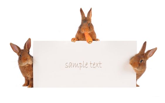  three rabbit with with a white background for text drawing