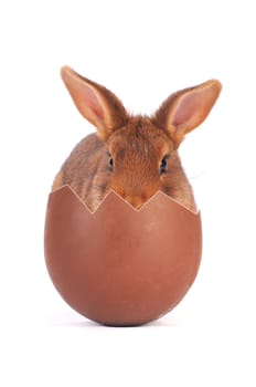 Brown Rabbit on white background