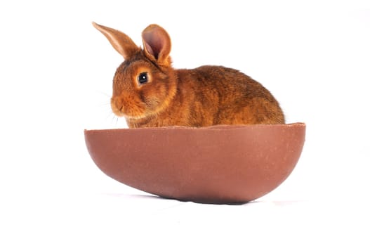 Brown Rabbit on white background