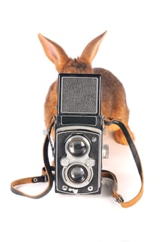 Brown Rabbit on white background