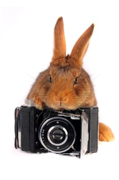 Brown Rabbit on white background