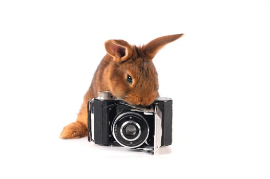 Brown Rabbit on white background