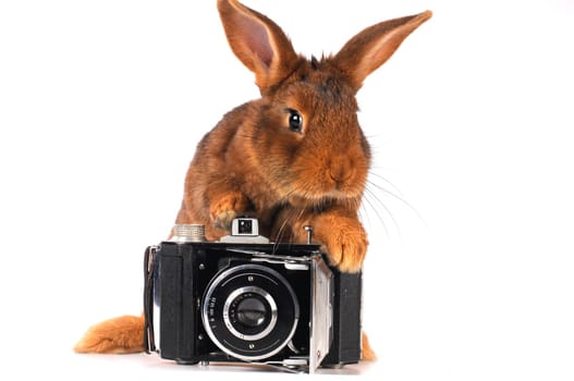 Brown Rabbit on white background