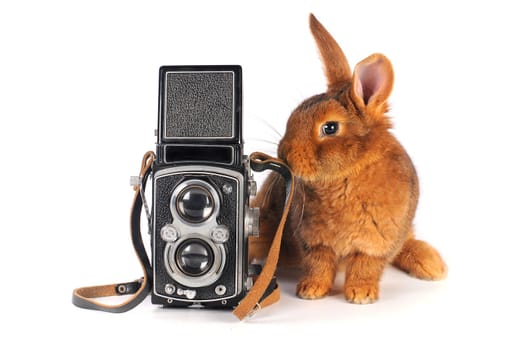 Brown Rabbit on white background