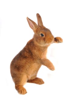 Standing a rabbit on a white background