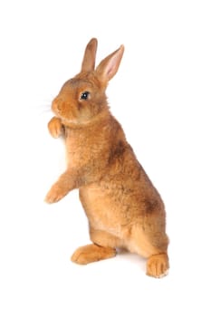 Standing, a rabbit on a white background