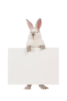 rabbit  with a white background for text drawing