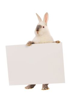 rabbit  with a white background for text drawing