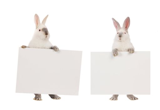 two, rabbit  with a white background for text drawing