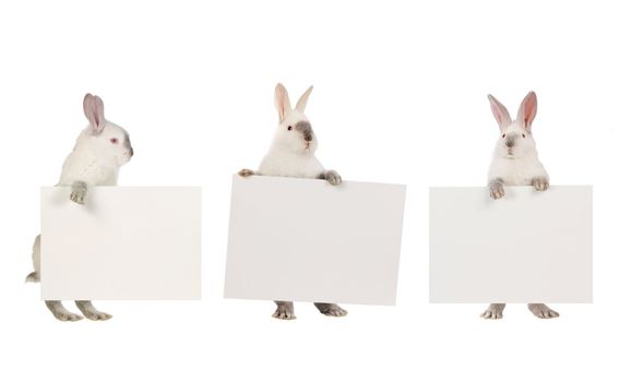 tnree rabbit  with a white background for text drawing