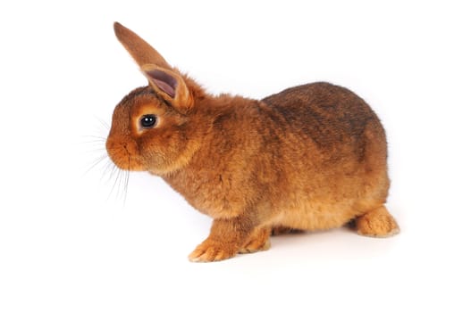 Brown Rabbit on white background