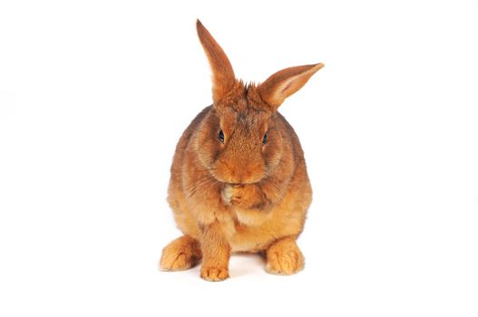 brown rabbit washon white background