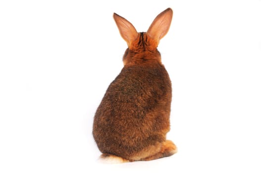 Brown Rabbit on white background