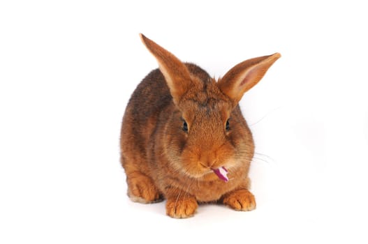 Brown Rabbit eat on white background