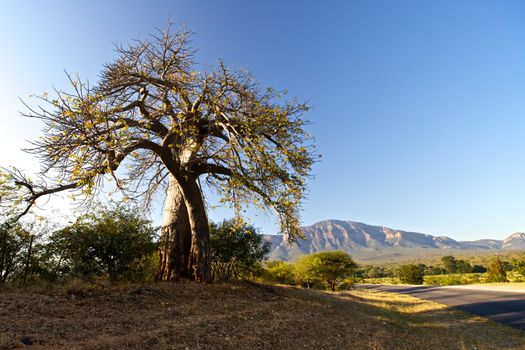 Baobab tree in Mpumalanga in South Africa