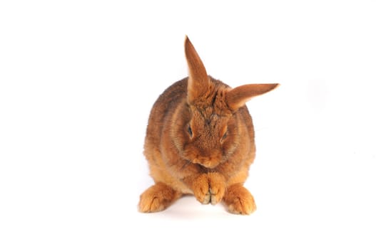 brown rabbit washon white background